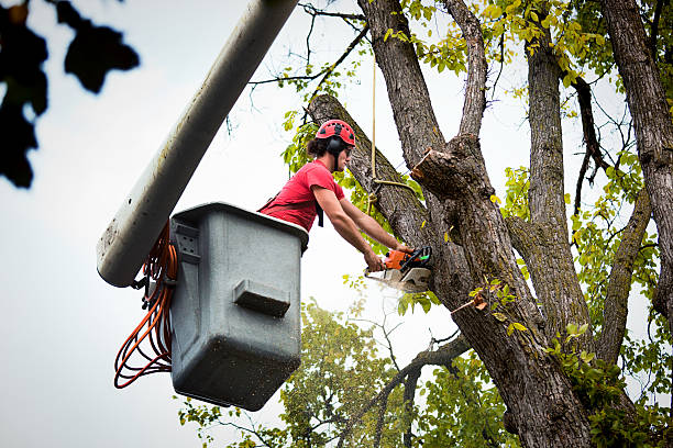 Best Root Management and Removal  in Walbridge, OH